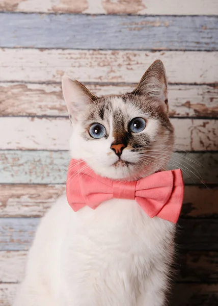 Cute white blue-eyed cat in pink bow tie on wooden background, close up portrait — Stock Photo, Image