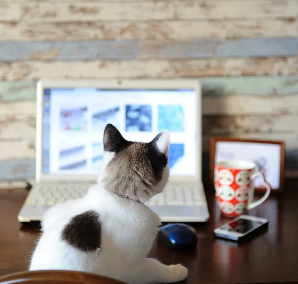 Chat travaillant sur un ordinateur portable, vue de dos. Bureau à domicile, pigiste. Mug, smartphone sur la table — Photo