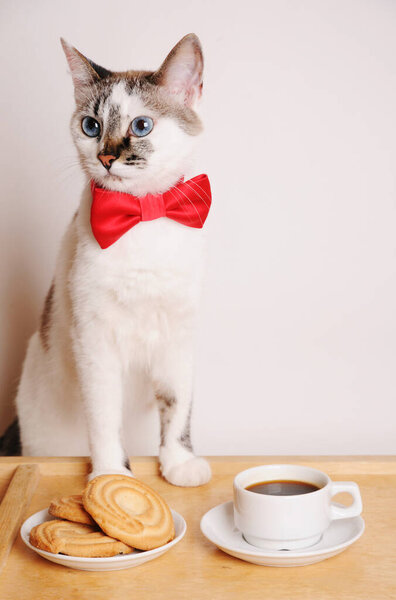 Симпатичный белый голубоглазый кот в красном галстуке из банта стоит за столом с чашкой кофе и кулинарией.