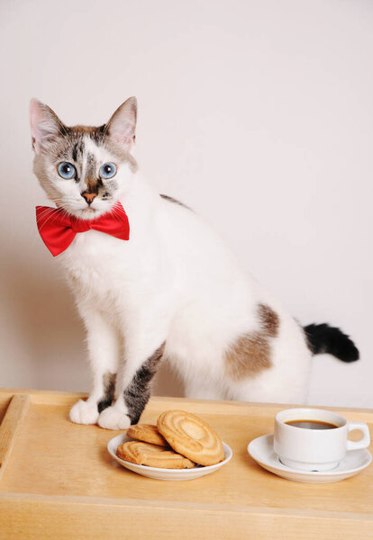 Симпатичный белый голубоглазый кот в красном галстуке из банта стоит за столом с чашкой кофе и кулинарией.