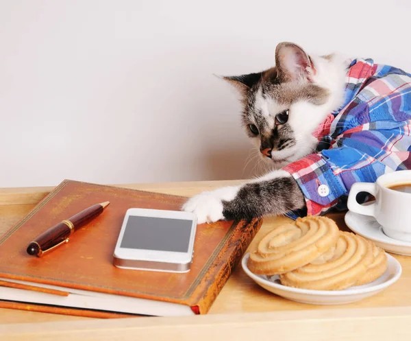 Cat dressed in shirt at home office. Taking break at office: cup of coffee and cookies. Freelance online work