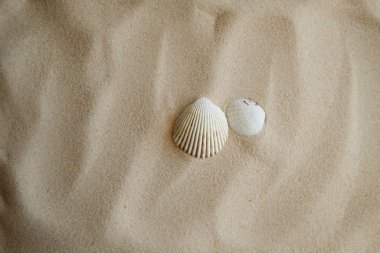 Kumsalda deniz kabukları. Yaz dönemi. Deniz ülkelerine seyahat, plaj tatilleri.