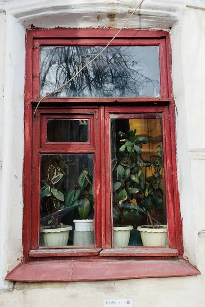 Çiçek saksılarıyla kaplı eski bir evin sevimli penceresi. Caddenin dışından.