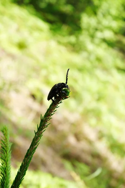 Coléoptère Tanneur Assis Sur Une Tige Sur Fond Verdure Forestière — Photo