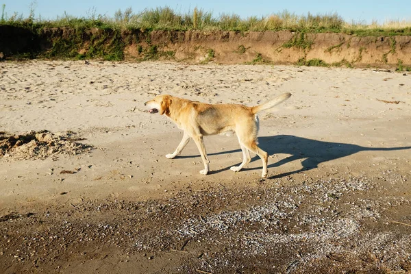 ホームレスの犬は晴れた暖かい夏の日に砂浜を歩いています — ストック写真