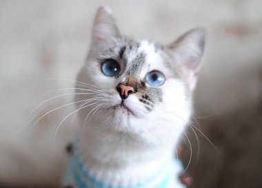 zeki kedi