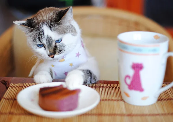 Katten äter vid bordet — Stockfoto