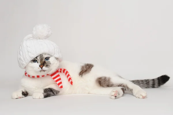 Gato em um chapéu branco com um pompom e lenço — Fotografia de Stock