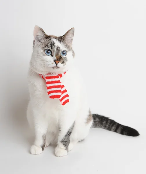 Gato de olhos azuis em um lenço listrado vermelho e branco — Fotografia de Stock