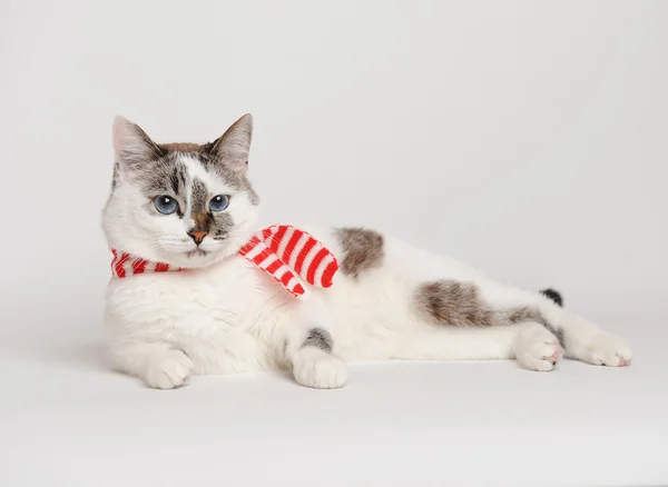 Синеглазый кот в красно-белом полосатом шарфе — стоковое фото