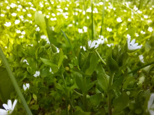 Frühlingsblumen Sterne Auf Der Wiese Gras — Stockfoto