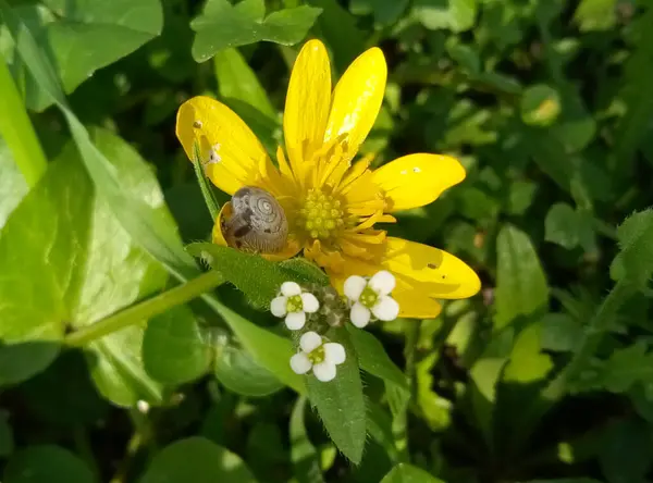 Kleine Schnecke Auf Einer Gelben Sonnenblume — Stockfoto