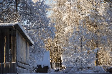 Ormanda kış manzarası.