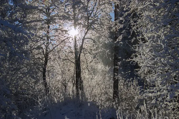 Paisaje invernal en el bosque. — Foto de Stock