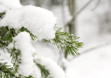 Kar kaplı çam dalları.