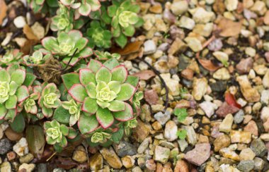 Taşların arasında büyüyen parlak yeşil çalı. 