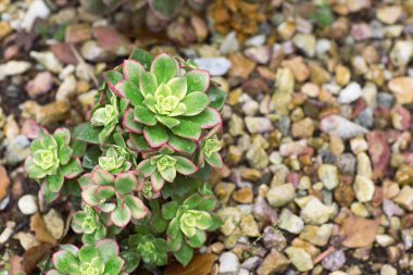 Taşların arasında büyüyen parlak yeşil çalı. 