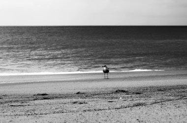 Kuş Pasifik Okyanusu kıyısında duruyor.