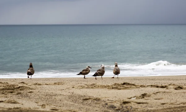 Vogel steht am Ufer des Pazifischen Ozeans. — Stockfoto