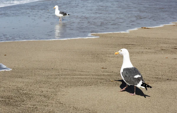 Vogel steht am Ufer des Pazifischen Ozeans. — Stockfoto