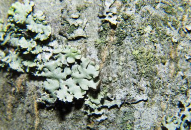 Ağaç kabuğu dokusu yosun kaplı.