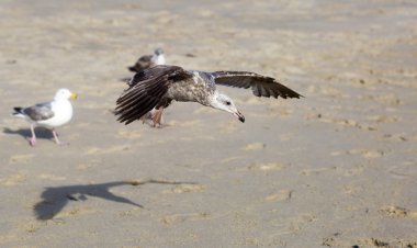 Kuş uçuş sırasında.