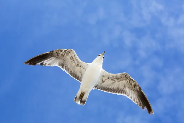 Portrait of birds flying against the blue sky. — Stock Photo, Image