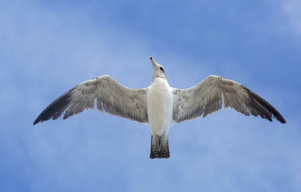 Porträt der Vögel, die gegen den blauen Himmel fliegen. — Stockfoto