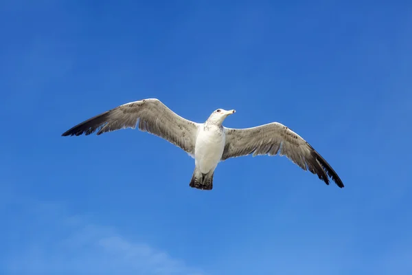 Ritratto di uccelli che volano contro il cielo blu . — Foto Stock