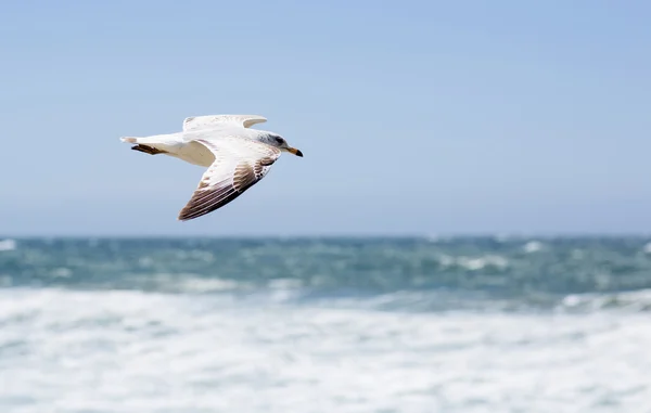 Porträt von Vögeln, die gegen den blauen Himmel und das Meer fliegen. — Stockfoto