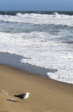 Kuş Pasifik Okyanusu kıyısında duruyor.