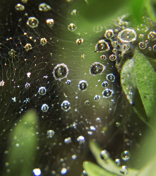 Drops after rain on a spider web, macro photo. — Stock Photo, Image