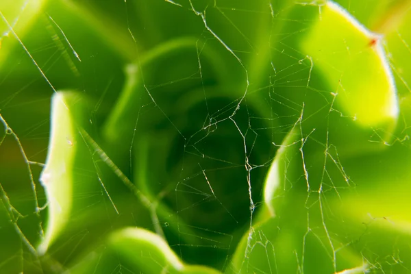 Thin web, macro photo. — Stock Photo, Image