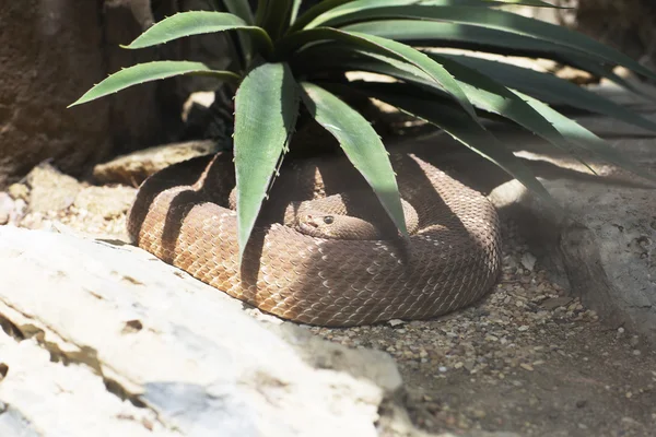 Portrait of a brown snake. — Stock Photo, Image
