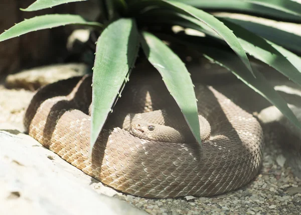 Portrét hnědá Snake. — Stock fotografie