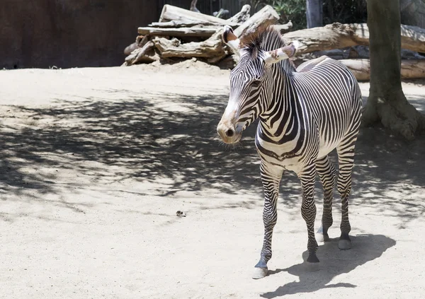 Porträt eines Zebras in vollem Wachstum. — Stockfoto