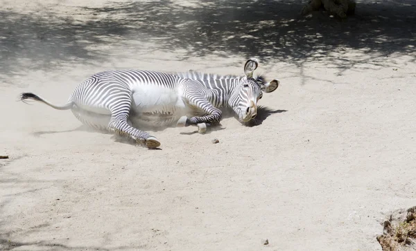 Retrato de uma zebra em pleno crescimento . — Fotografia de Stock