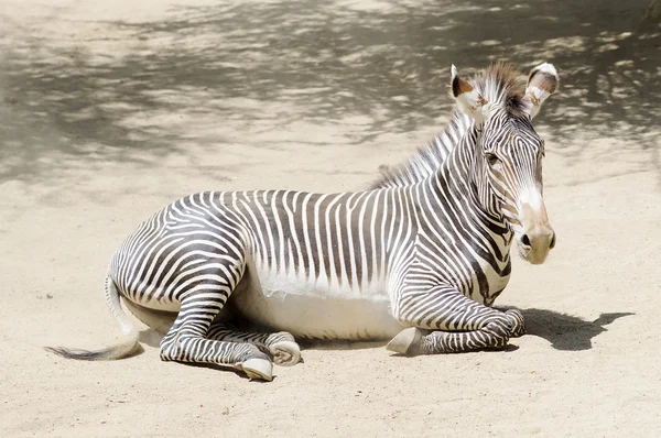 Portret van een Zebra in volle groei. — Stockfoto