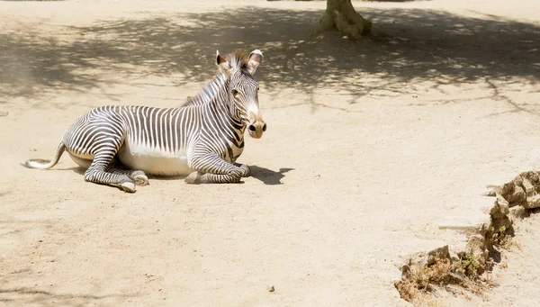 Retrato de uma zebra em pleno crescimento . — Fotografia de Stock