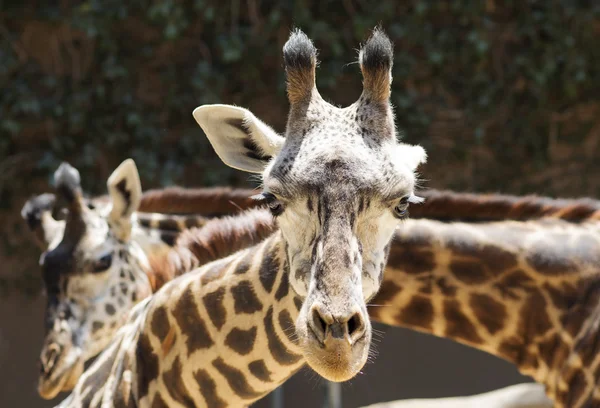 Portrait of a giraffe close up. — Stock Photo, Image