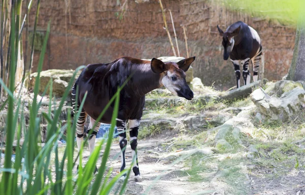 Portrait d'un Okapi de la famille de la Girafe . — Photo