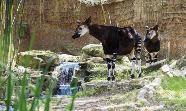 Bir Okapi aile geleneği zürafa portresi. 