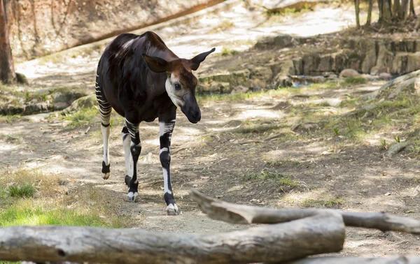 Portrait d'un Okapi de la famille de la Girafe . — Photo