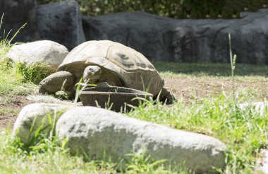 Çok büyük eski kaplumbağa.
