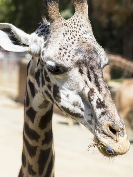 Girafe mâcher de l'herbe . — Photo