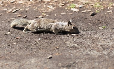 Sincap yakın çekim portresi.