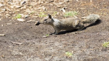 Sincap yakın çekim portresi.
