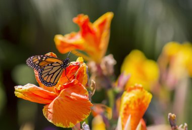 Yaşayan kelebeğe portresi.