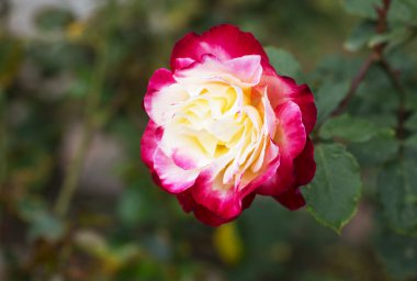 Gül çiçek yakın olduğunu.