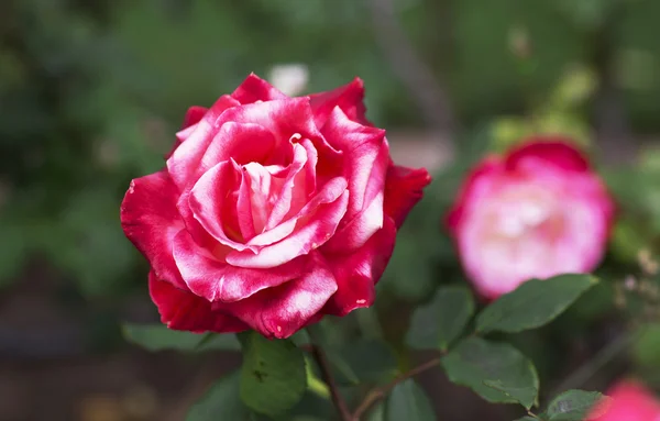 Rose es una flor de primer plano . — Foto de Stock